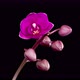 Blooming Purple Orchid Phalaenopsis Flower - VideoHive Item for Sale