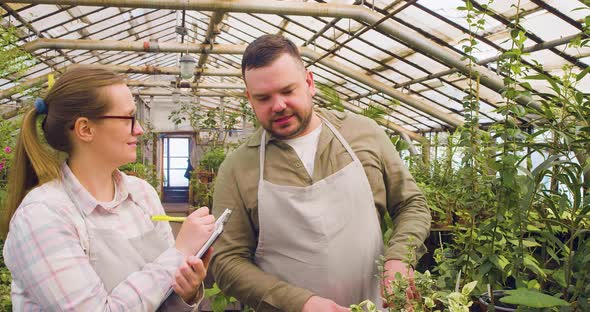 A Young Couple of Greenhouse Workers Counting Flowers and Plants