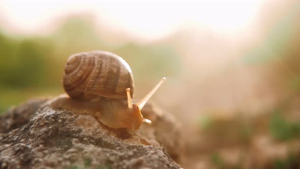 Snail in the rays of the sun. Concept: nature, biology, fauna, environment, ecosystem, spring.