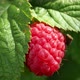 Raspberry - VideoHive Item for Sale