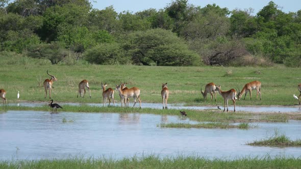 A herd of antelope around a pond 