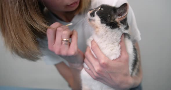 Professional Vet Cleaning Cat's Ears with a Swab