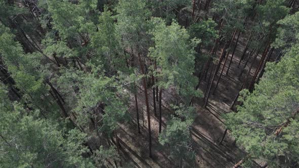 Pine Forest in the Afternoon Aerial View Slow Motion