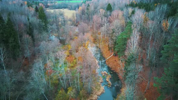 River and Colorful Forest Woodland at Autumn Trees Forest Landscape Aerial Shot