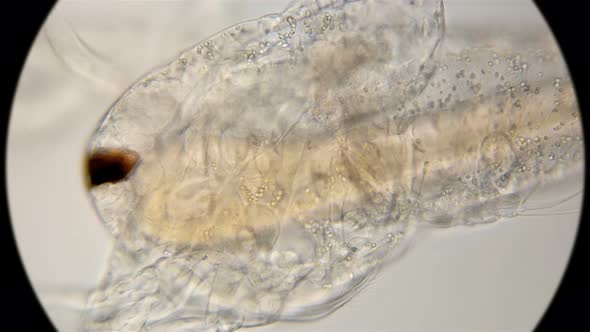 the Structure of the Body and Limbs Nauplios Artemia Salina, the Formation of the Chest Legs