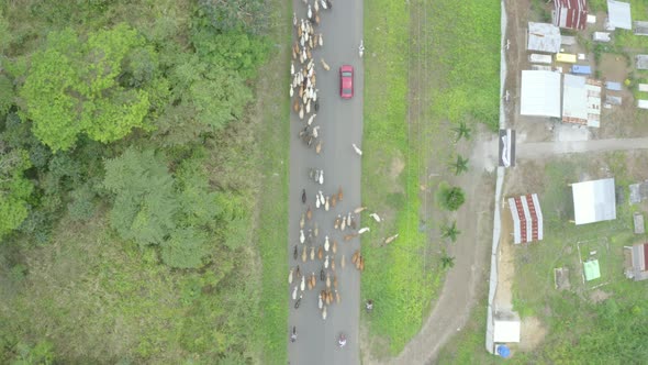 Aerial vertical view, top down, following a group of cows that is being herded