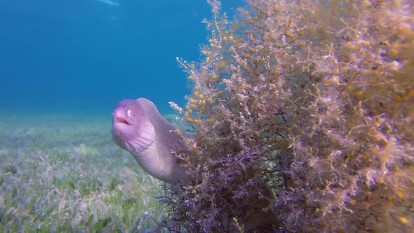 Grey Geometric Moray