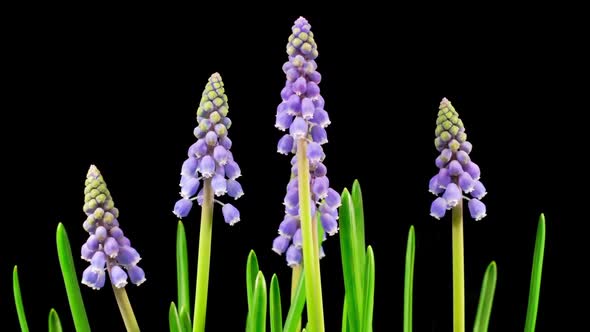 Purple Grape Hyacinth Muscari Flowers Blooming