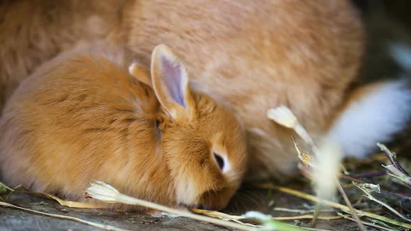 Little Red Rabbits At The Cage