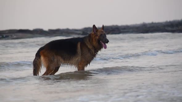 Curious young German shepherd dog standing on beach and looking at something curiously | Young Germa