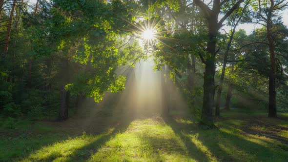 Walk Through the Magic Forest in the Morning. Sun Rays Emerging Though the Green Tree Branches