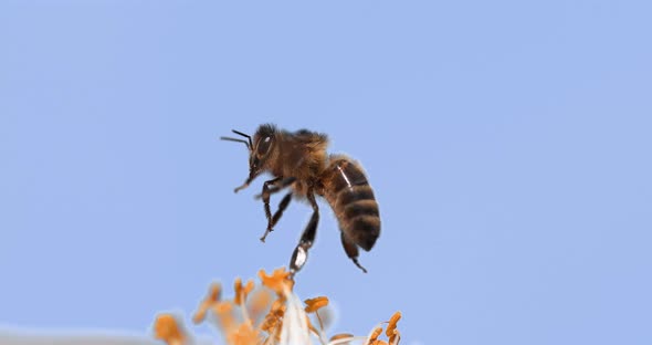 |European Honey Bee, apis mellifera, Bee in Flight, Foraging Flower, Pollinisation Act, Normandy