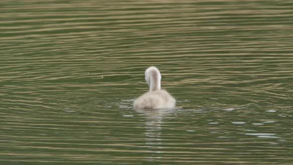 Baby Swan