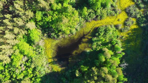 Wild Forest Aerial Drone Shot