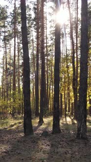 Vertical Video of a Forest in an Autumn Day