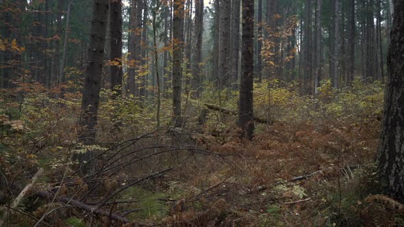 Gloomy Autumn Forest with Fallen Leaves