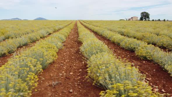 Helichrysum Italicum Farming Plantation Agriculture Field