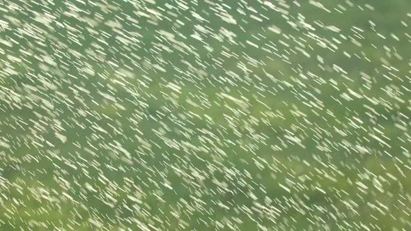 Small Splashes From Watering the Grass on the Lawn Shimmer in the Sunlight. Natural Background