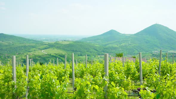 Euganean Hills of Veneto and Green Vineyards