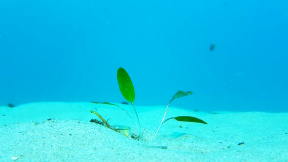 The planting of seagrass underwater to a area of the ocean floor that needs rejuvenation