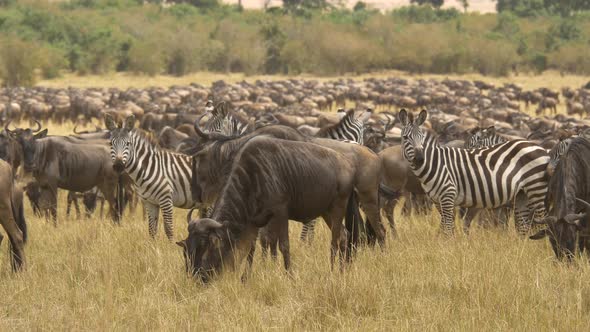 Gnus and zebras