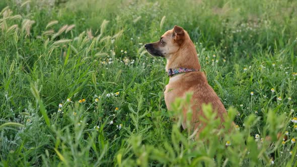 Dog with a Collar Sitting Strait in the Field of Chamomile and Green Grass