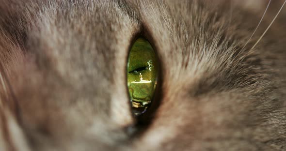 Closeup Vertical View of a Beautiful Vibrant Green Eye of a Gray Tabby House Cat