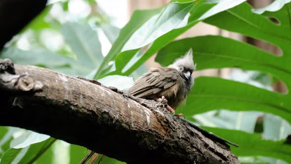 Close up shot of speckled mousebird on branch looking around