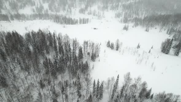 Snowfall in the Mountain Forest