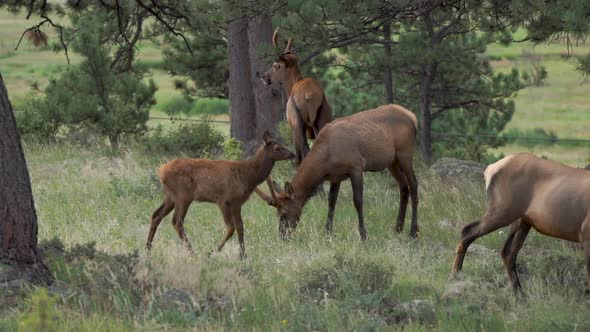 Heard of elk with babies