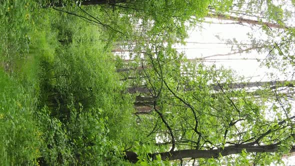 Vertical Video of a Beautiful Green Pine Forest on a Summer Day Slow Motion