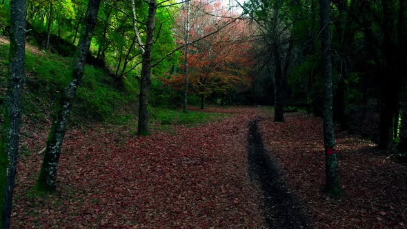 Forest Path in autumn full of leaves on the ground