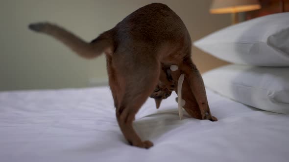 Cute Abyssinian Cat Playing with a Mouse and a Piece of Paper