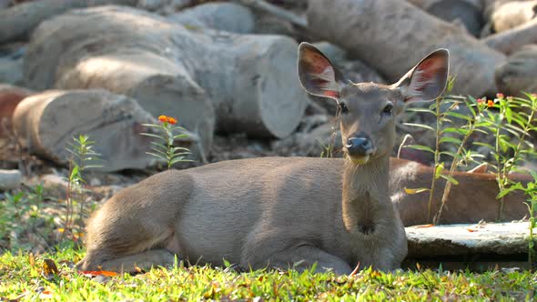 Cute Red Deers Lie on Green Grass in Summer in Khao Yai National Park Thailand