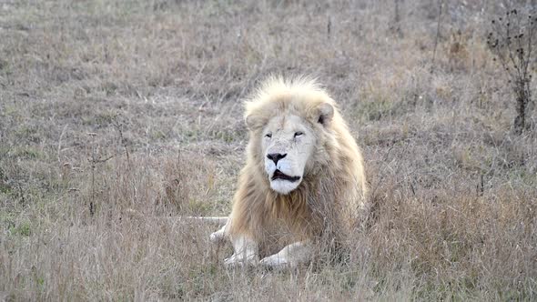 White Lion in Lions Pride in African Savannah 