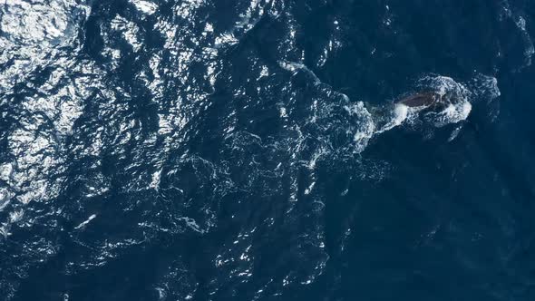 Aerial view of a sperm whale in the ocean, Azores, Portugal.