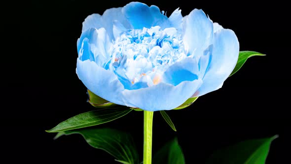 Beautiful Blue Yellow Peony Flower Blooming in Timelapse Close up on a Black Background