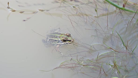 Marsh frog (Pelophylax ridibundus) in a pond. Green frog with a head over water. 