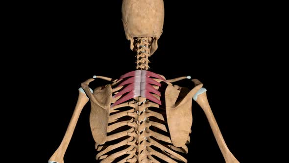 Serratus Posterior Superior Muscles On Skeleton