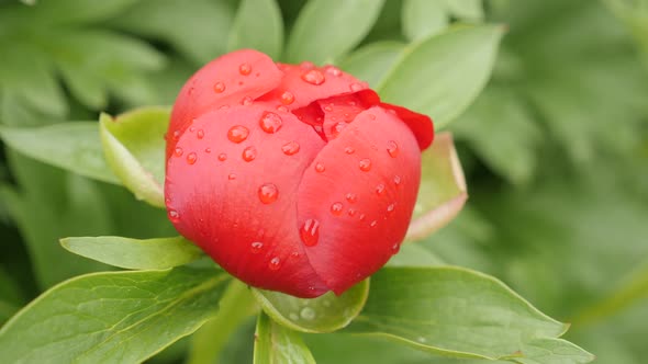 Close-up Paeoniaceae plant under raindrops  4K 2160p 30fps UltraHD footage - Shallow DOF Paeonia per