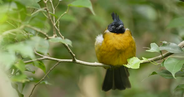 Black crested yellow bulbul