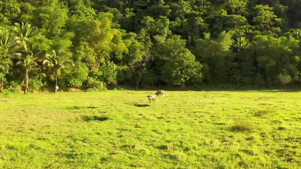 Tropical Countryside with Green Forest, Field and Buffalo. Carabao Bull in Sunny Landscape