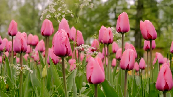 Fresh Pink Tulips Field