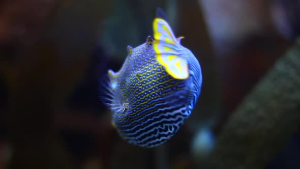 Close up of an Aracana Ornata fish, also known as the ornate cowfish, is a species of boxfish native