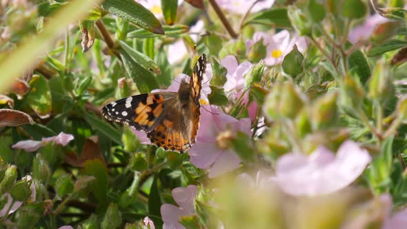 Close up of a painted lady butterfly feeding on nectar and pollinating pink flowers with orange wing