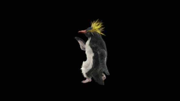 Penguin Dancing 4K