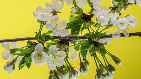 Blossoming Apple-tree Time Lapse on Yellow Background