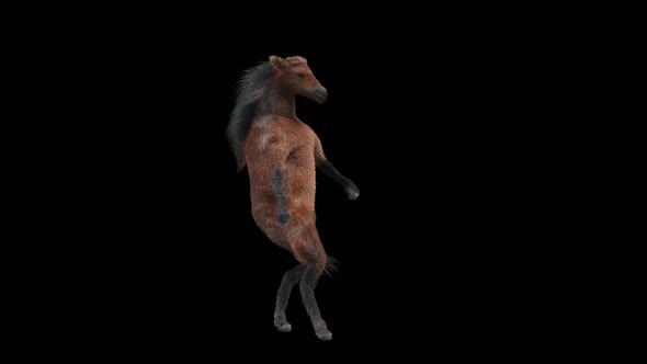 28 Horse Dancing HD