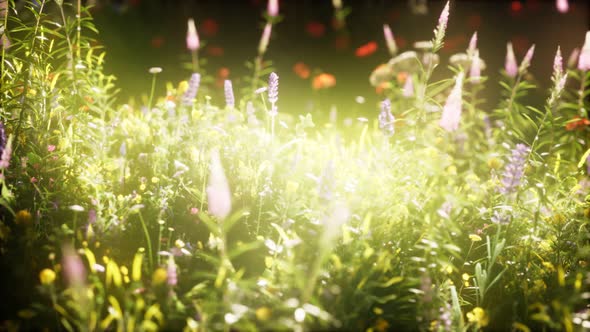 Wild Flowers in the Field