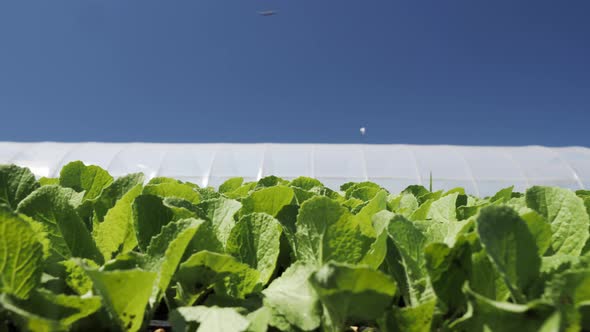 Camera Movement Along a Young Green Seedlings Hinese Cabbage Near Greenhouse